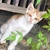いお