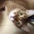 ねこたろう