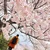 ゆーき