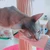 あかり