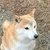 Maru