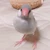 ane