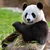 パンダーinTHEパーク