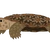 山田