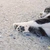 てんぷら