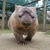 wombat