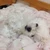 ひなマル