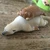 わきこ