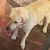 そのへんの犬