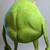 peipei