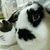 豆うさぎ