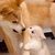 ぐるり
