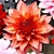 Shiori