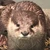 きつねうどんこ
