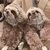 あゆきち