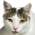 しお