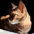 tomoyucat