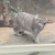 ぴょんすけ