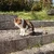 ほーりー