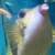 たまおか