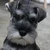 straydog