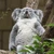 チャン