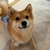 小林洸斗