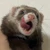クロギ