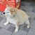 かに