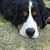 oliver