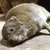 きんとこ