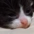 野良