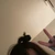 toypoodle_perl
