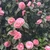 hanemoon0704