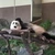 qoo
