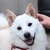 すみ