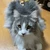 り