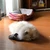 とみこ
