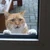 ぬこ