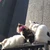 ThreeCats