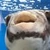 パピオン