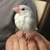 チュン