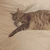 もこ