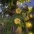7flower