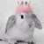 Rabbbbit*⋆