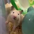 yuki