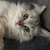 ふに