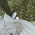 おのでら