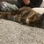 しゅう