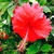 aloha